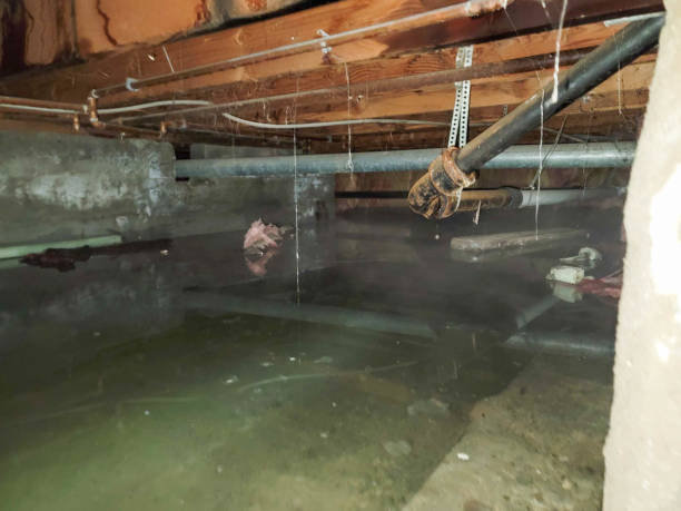 Best Water damage cleanup near me  in Geneva, FL